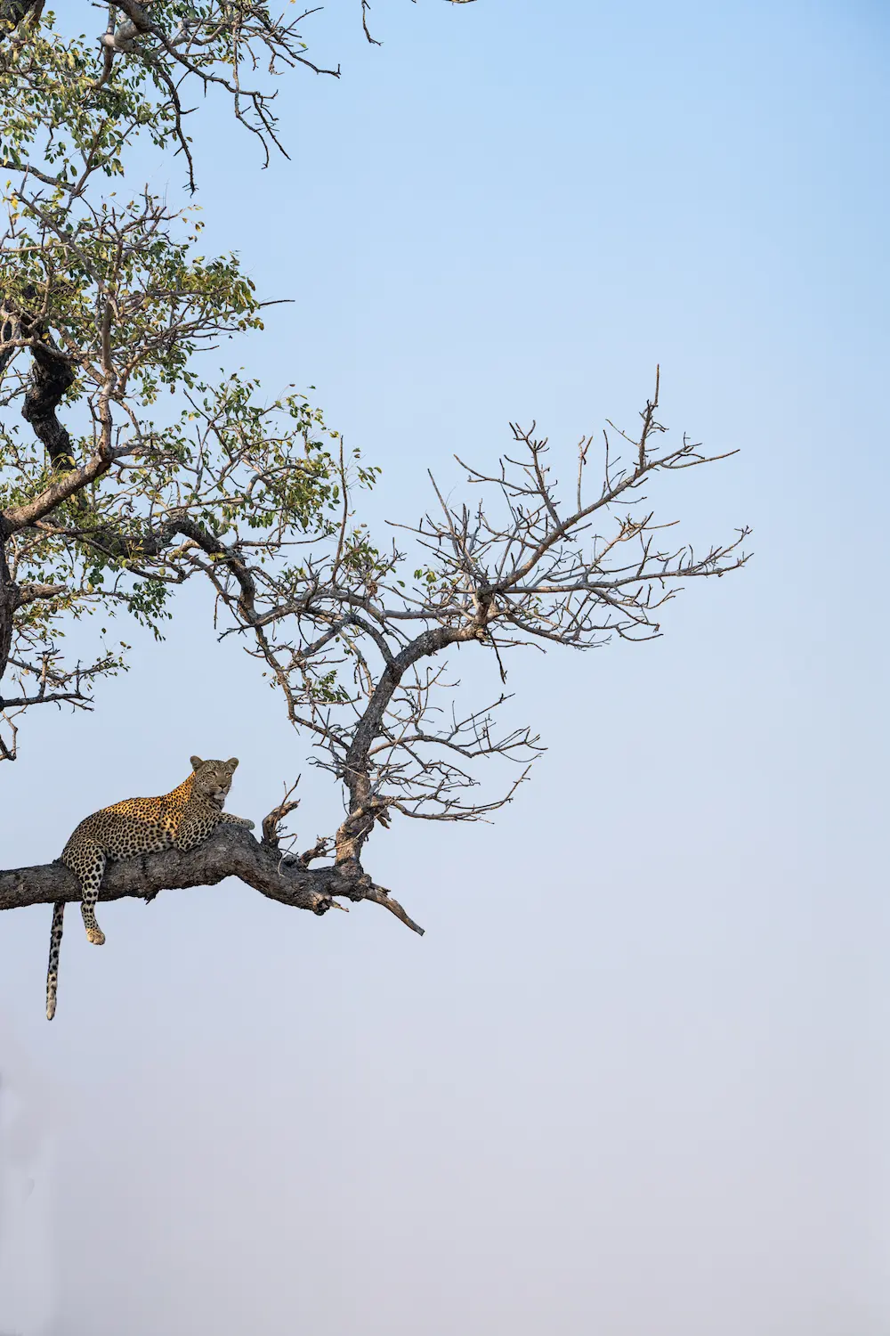 Singita_Leopard in a Tree