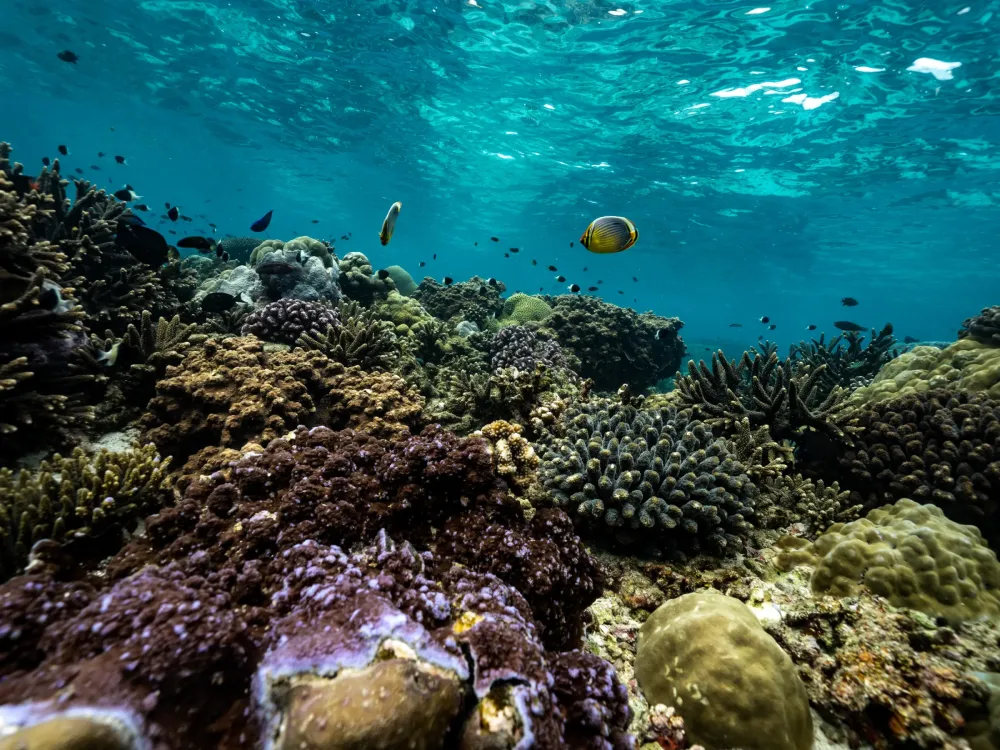 111285-root-sport-lesiure-and-wellness-diving-center