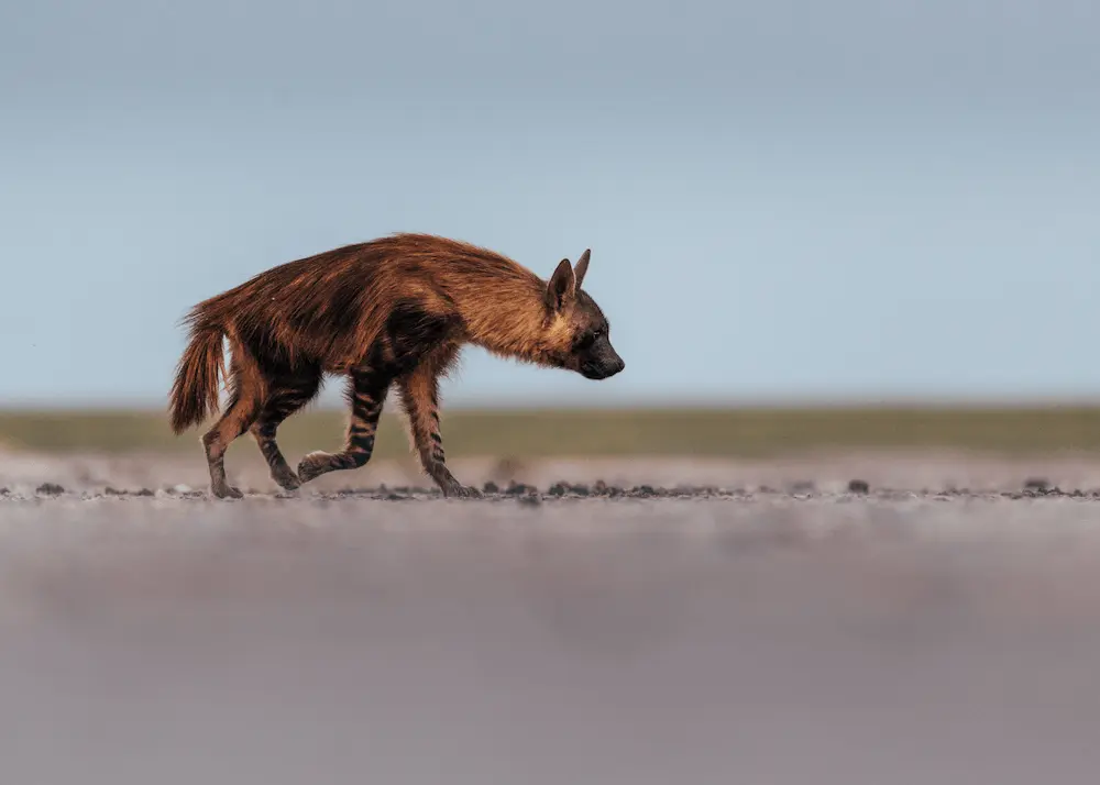 17 Makgadikgadi - Brown hyena