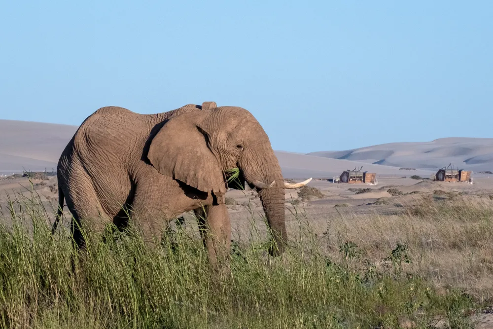 18 Shipwreck Lodge - Elephant with lodge in background