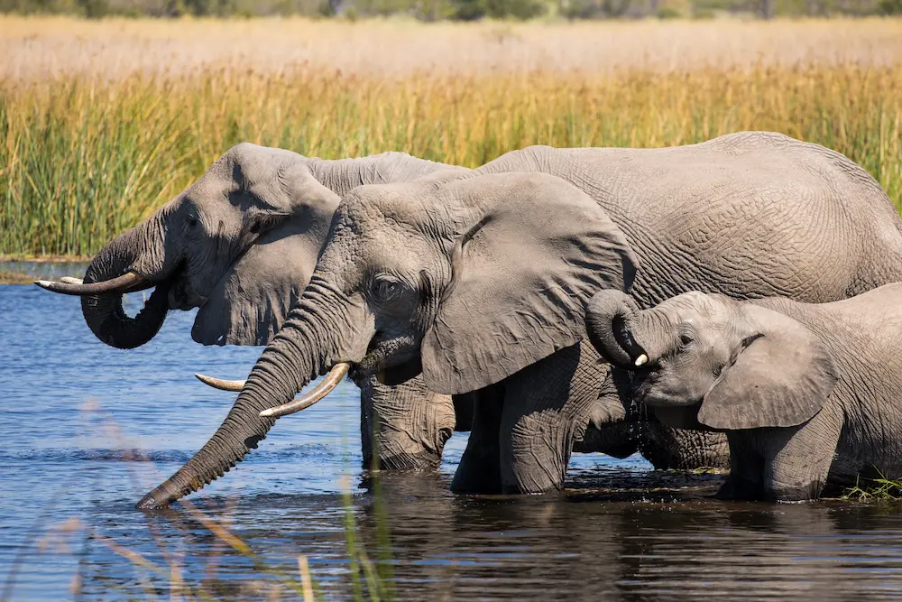 2023-GP-Botswana-Experiences-AHP-77