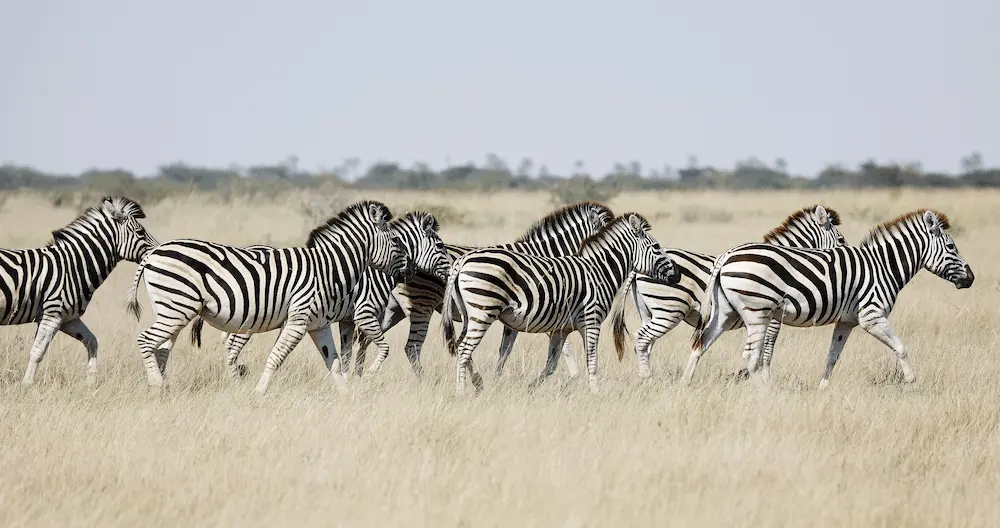 34 Makgadikgadi - Zebra