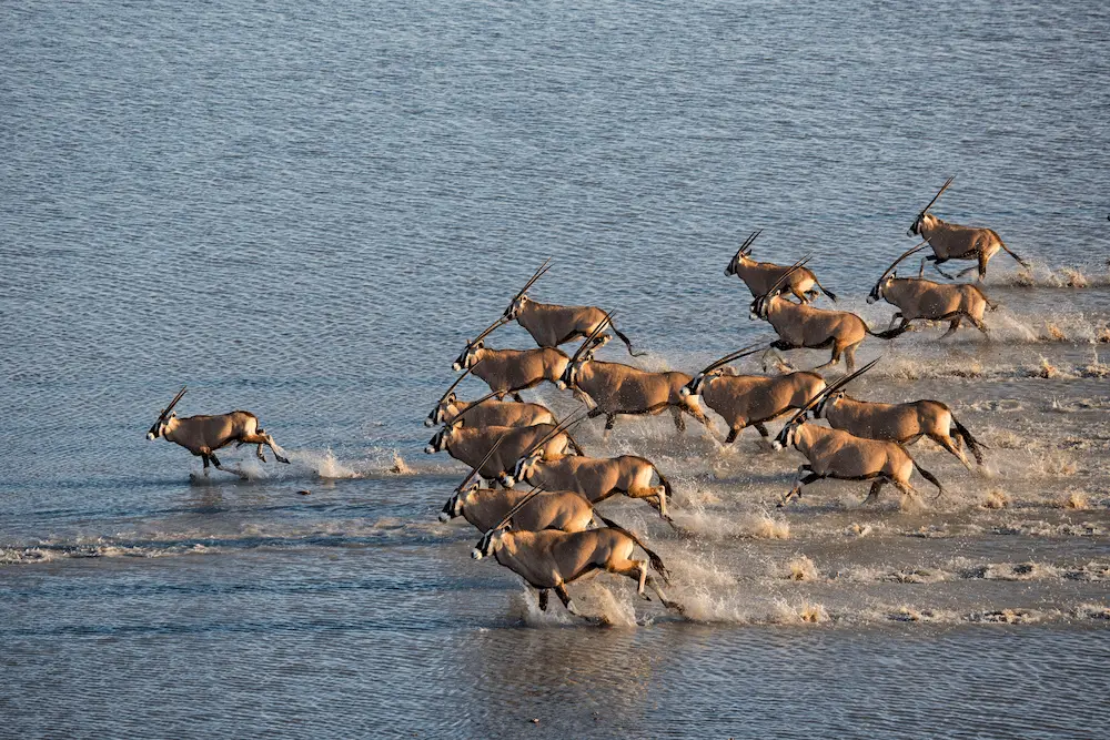 42 Makgadikgadi - Oryx