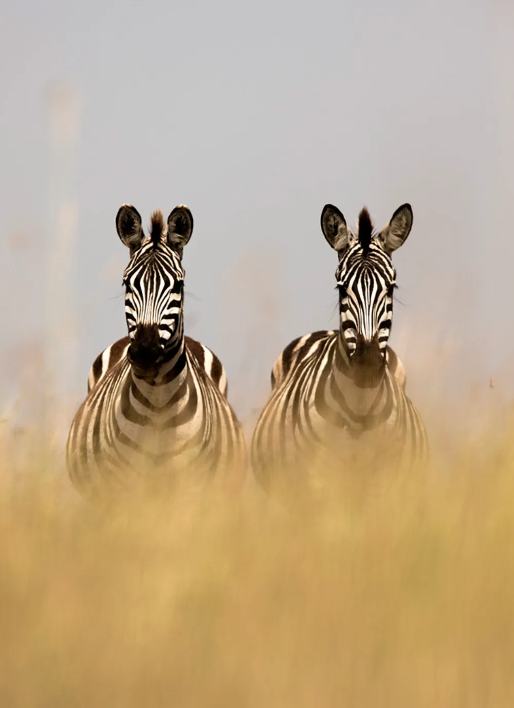 ABW_22_07_18_Zebra-2-1_kzjkxs