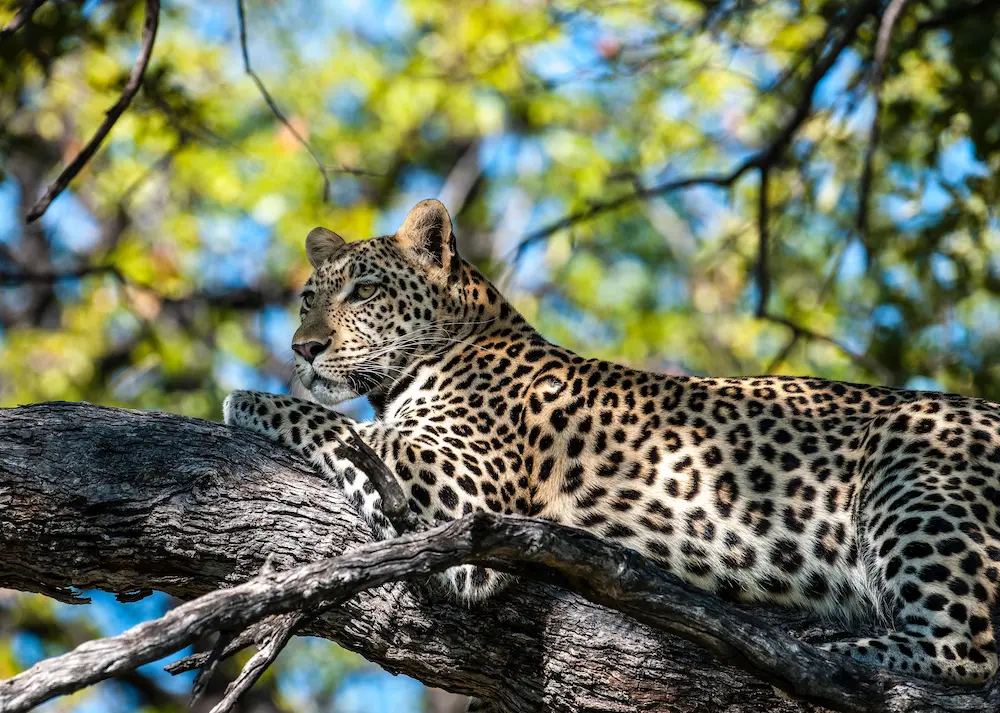 Bots_Khwai Private Reserve_Leopard 1