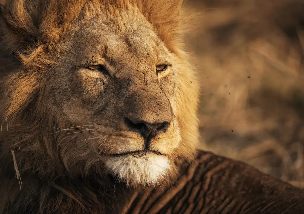 Bots_Khwai Private Reserve_Lion 1