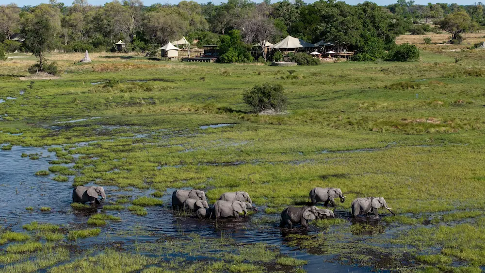 Bots_Tuludi_Elephants 2