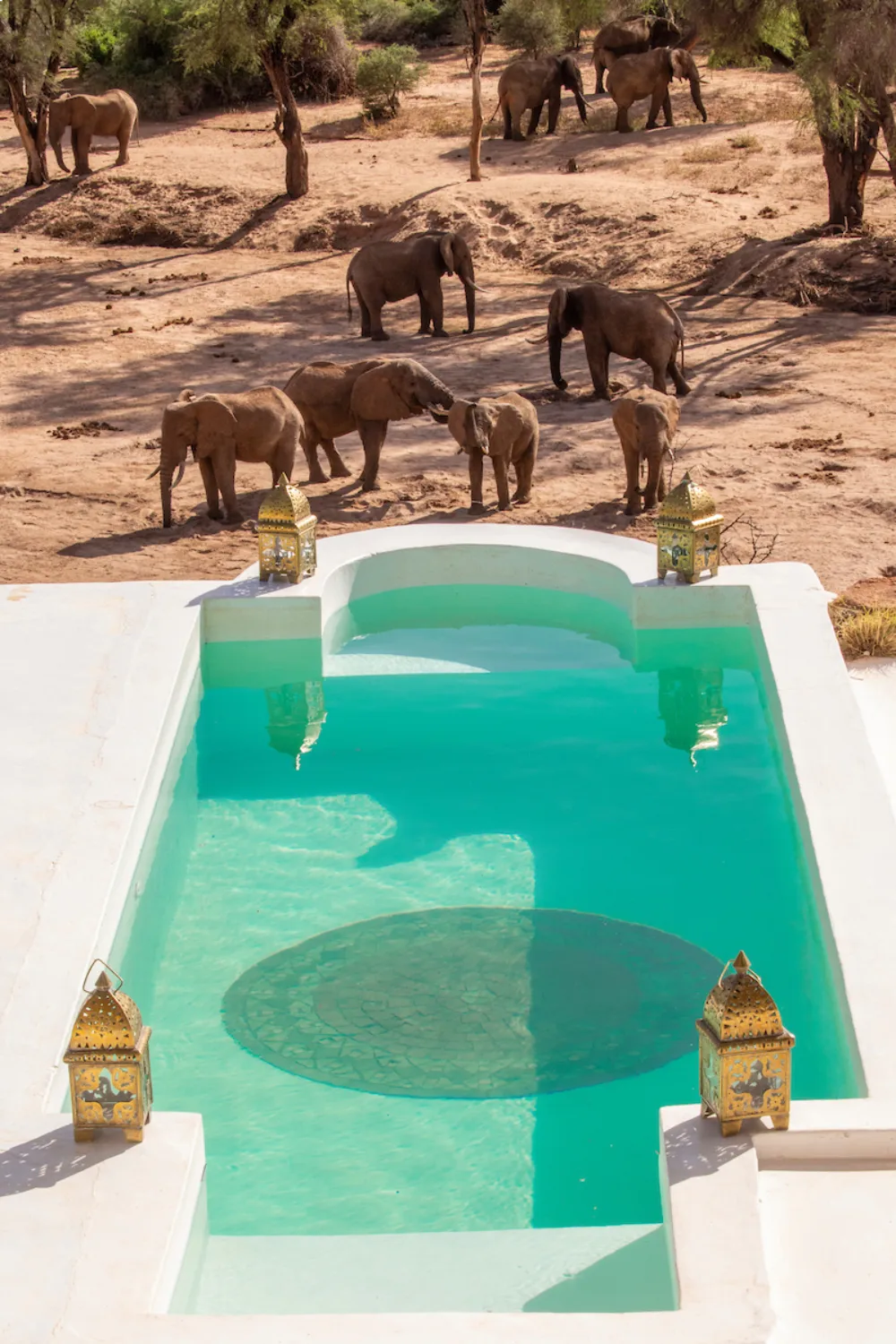 Elephants enjoying a mud bath