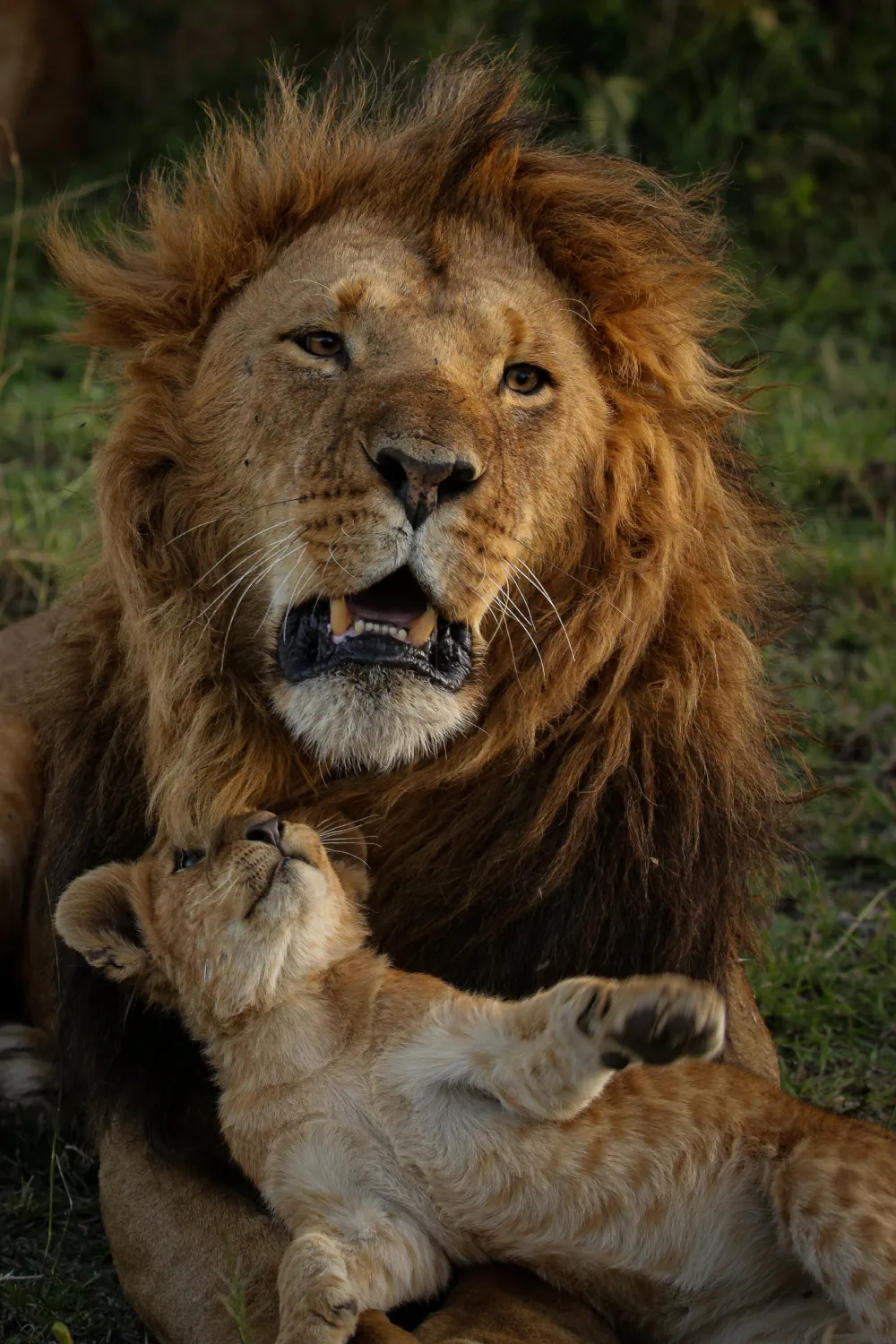 Great Plains Conservation Mara Plains Camp Helene Ramackers 06