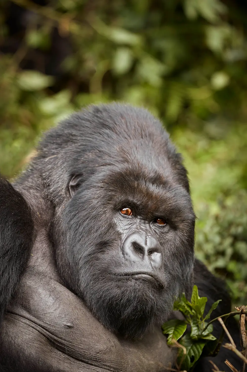 OO_GorillasNest_Flora_Fauna_Gorilla_Trek_21591_MASTER