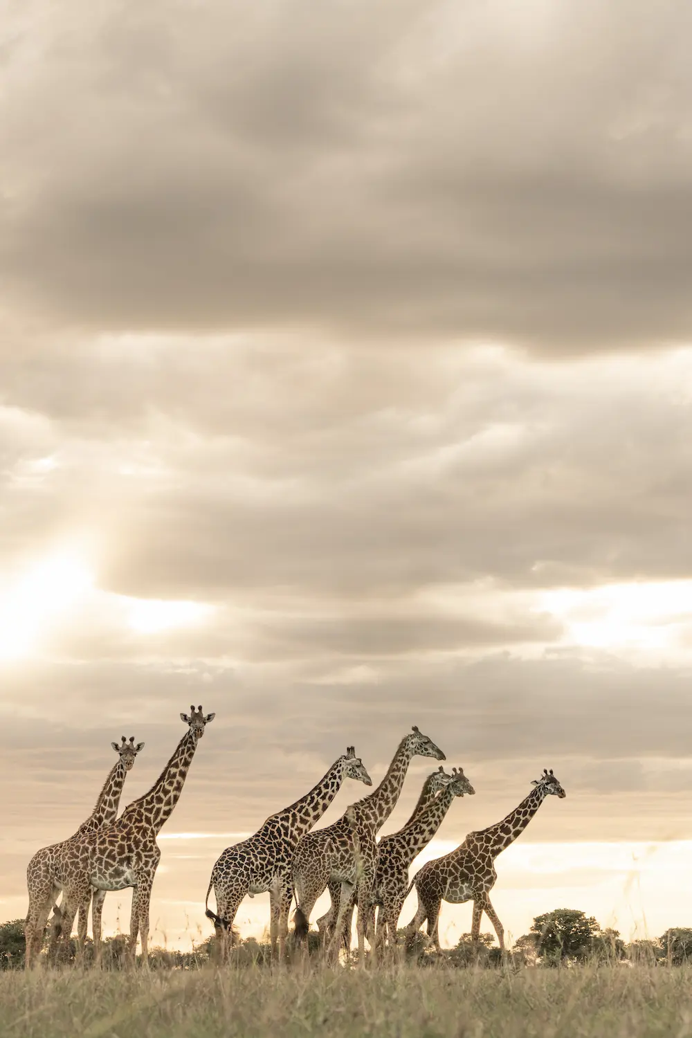 Singita Sabi Sand_Giraffes_Ross Couper