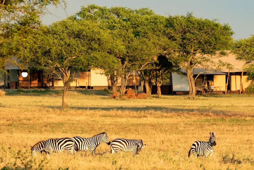 Singita Sabora Tented Camp_Zebra in the Camp