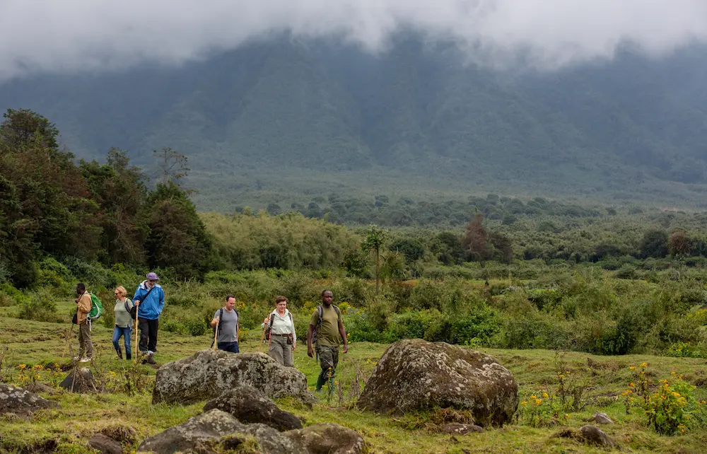 Singita Volcanoes National Park_Golden Monkey Trekking