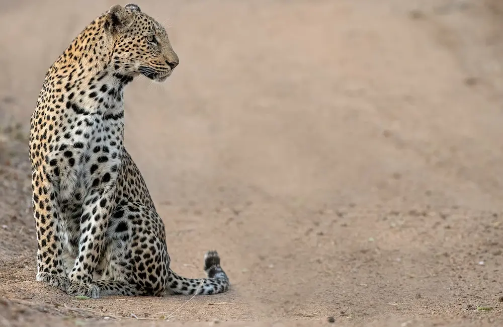 Thornybush_July-2020_High-Res-41-1