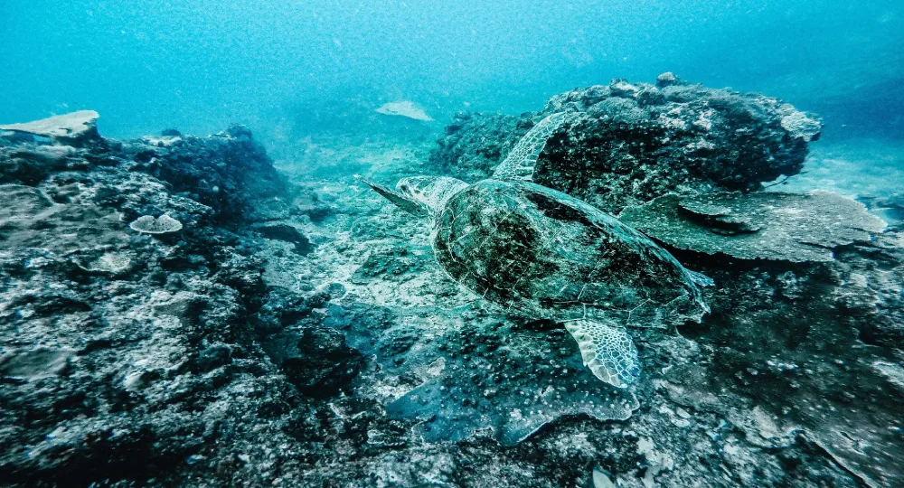 anantara_bazaruto_underwater_1920x1037