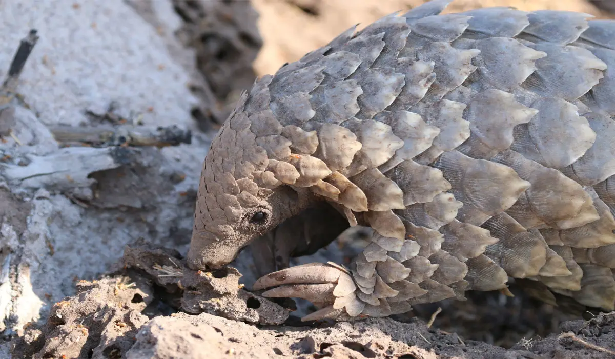 pangolin-1