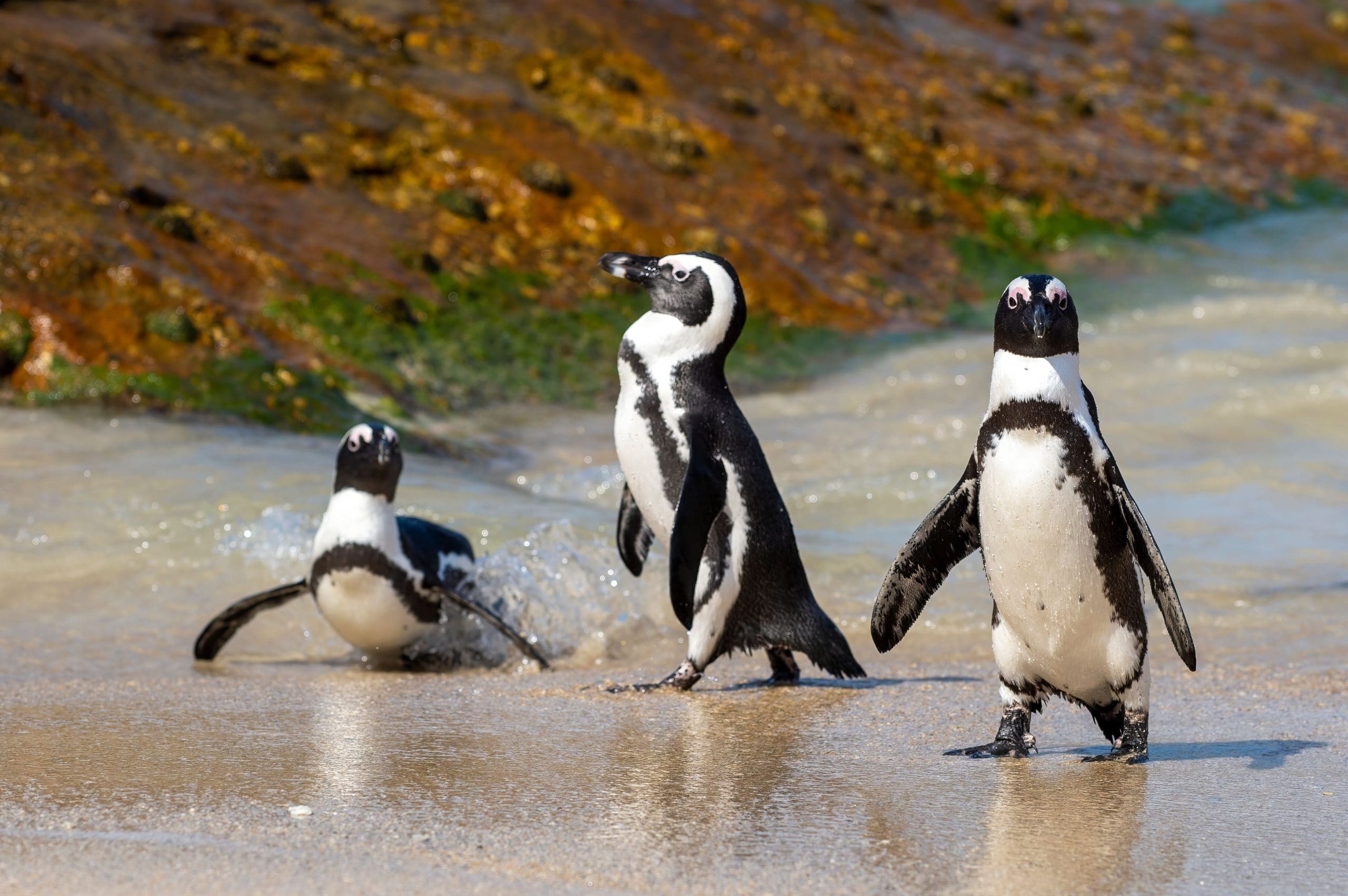 A,Group,Of,African,Penguins,Wading,Near,The,Shore,Of