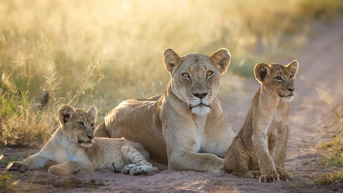 tanda tula safari_chad-cocking-wildlife9