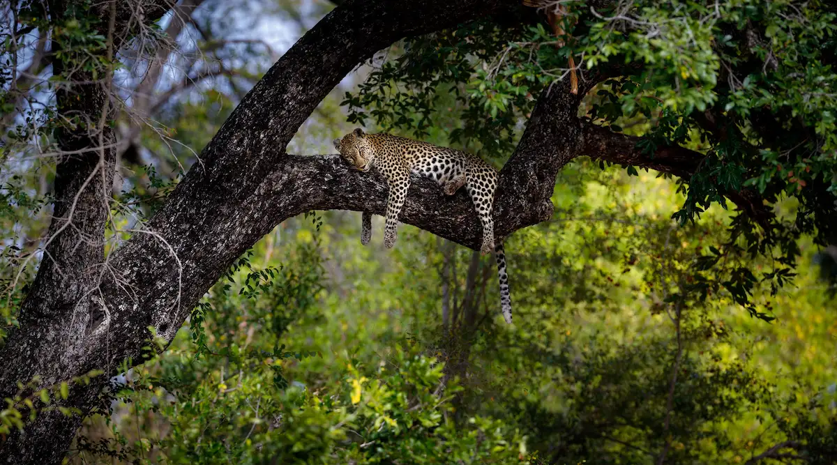 tanda tula_timbavati reserve_chad-cocking_24 (1)