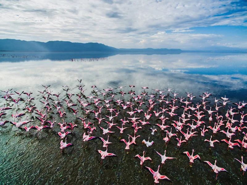 Chem-Chem-Safari-Tanzania-Wildlife-Birding-East-Africa-Flamingo-Lake-Manyara