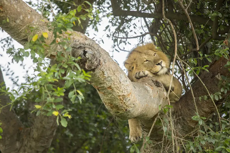 Kyambura Gorge Lodge _4