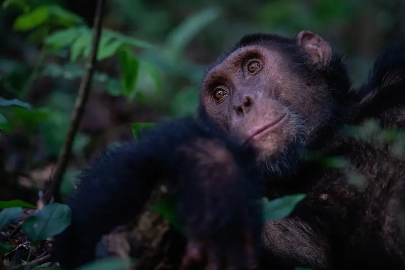 Kyambura Gorge Lodge_3