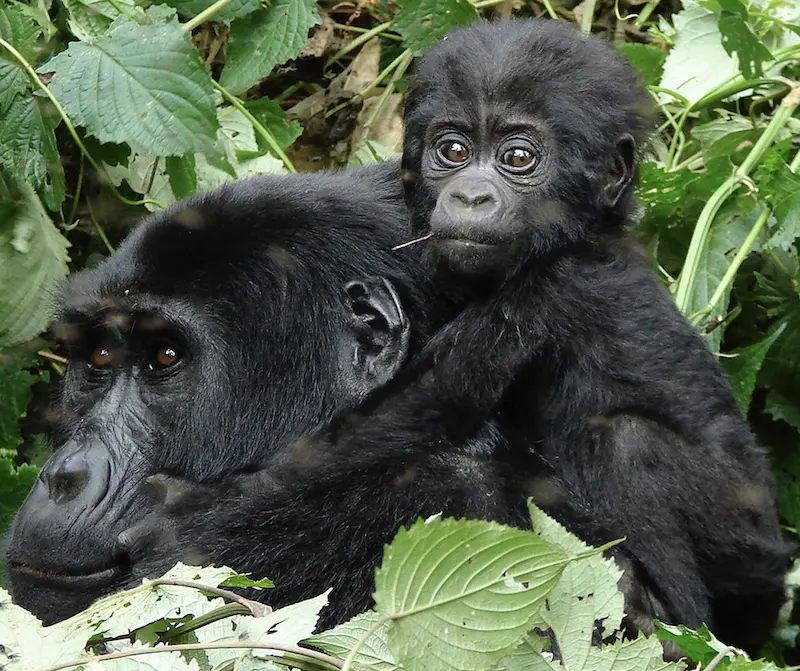 Mother and Child Nkuringo Gorillas