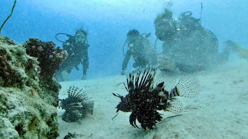 Zanzibar-Mnemba-Island-scuba-diving-marinelife-11