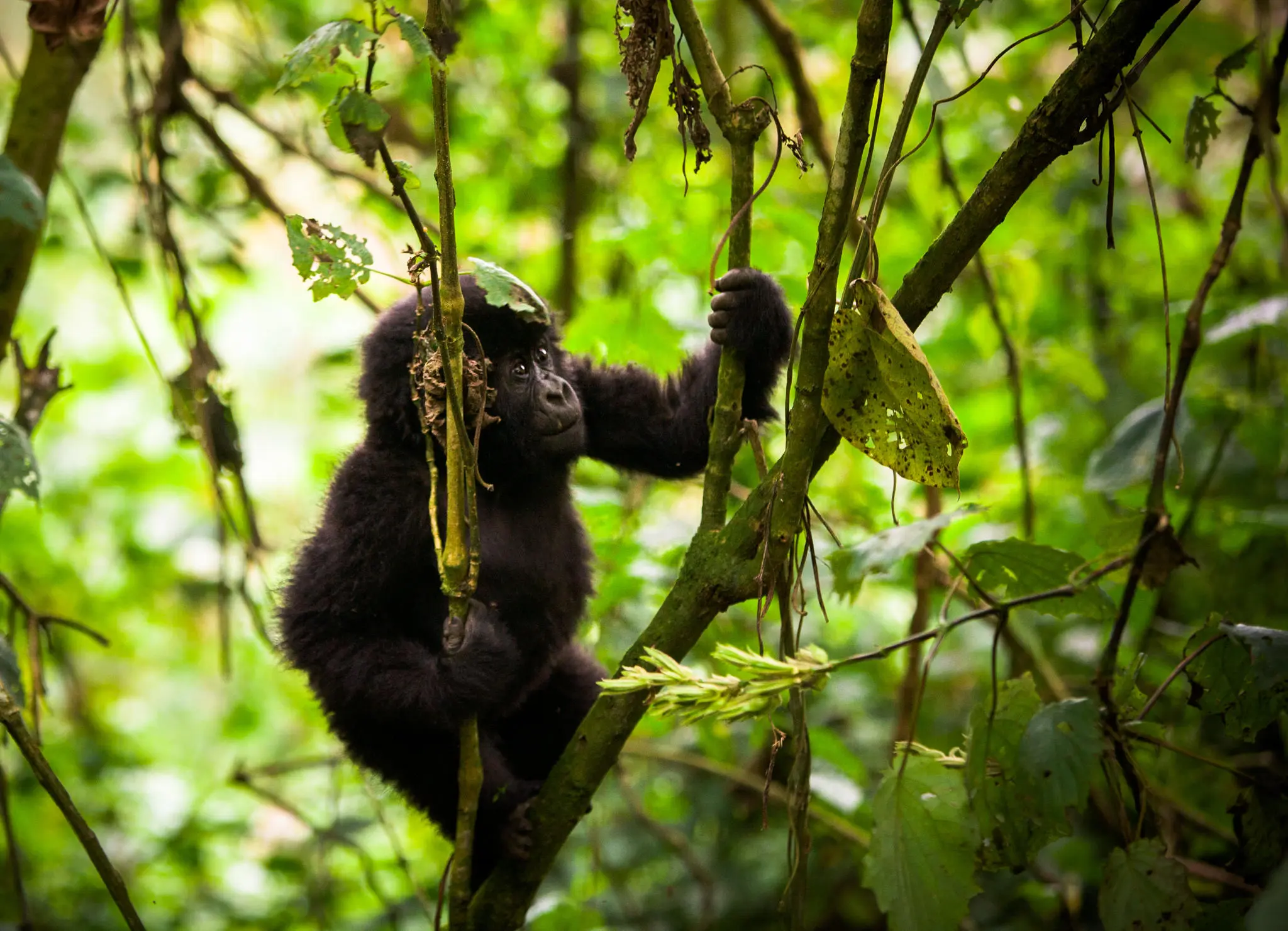 baby_gorilla-jsa1 (1)