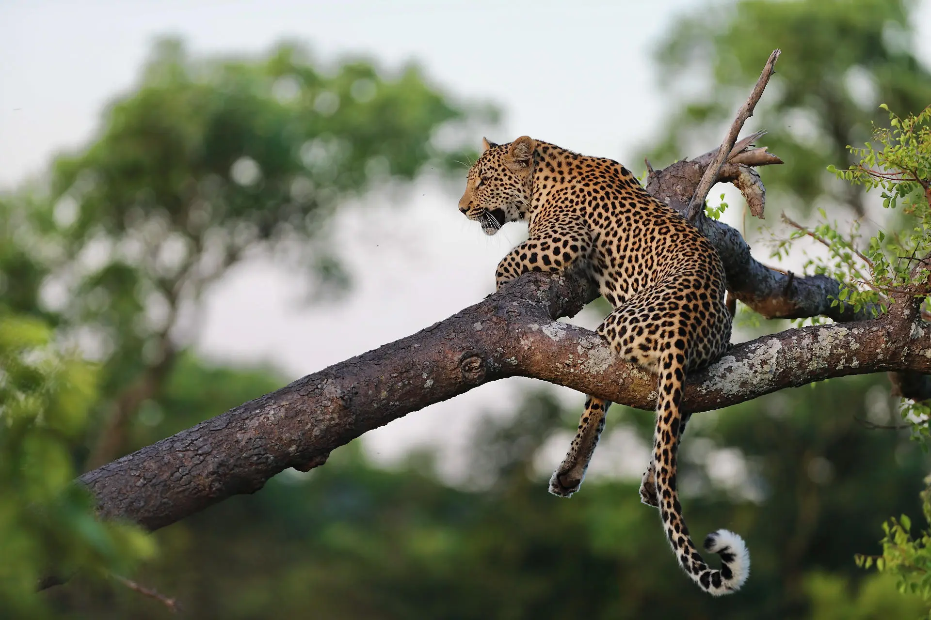 royal_malewane_-_leopard_4