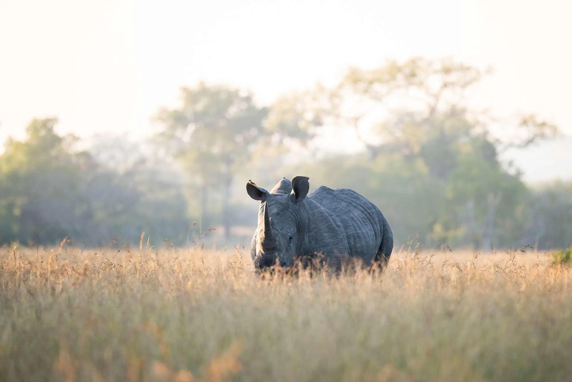 royal_malewane_rhino