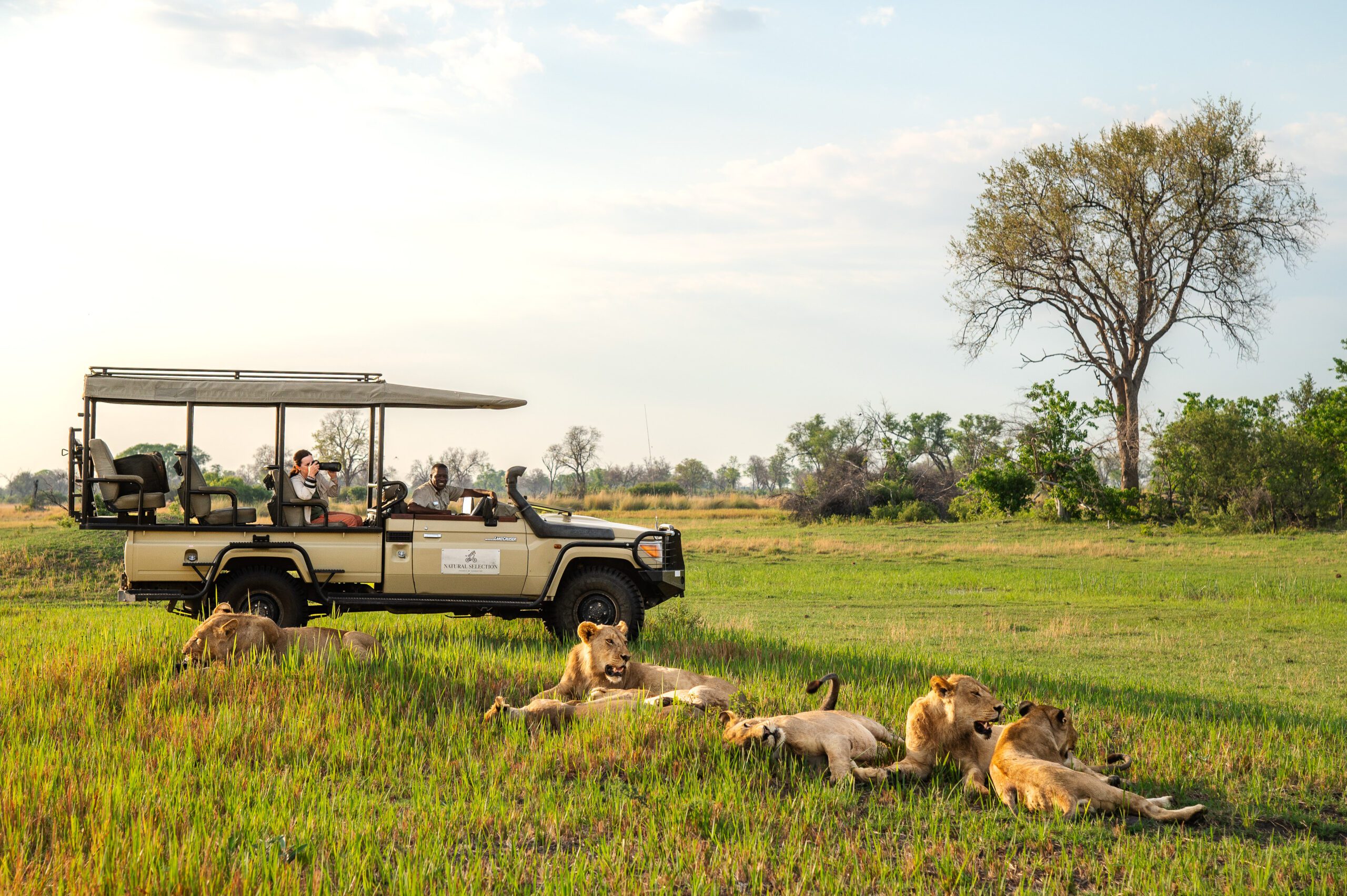 Safari guests photographing lions resting beside a safari vehicle in Botswana