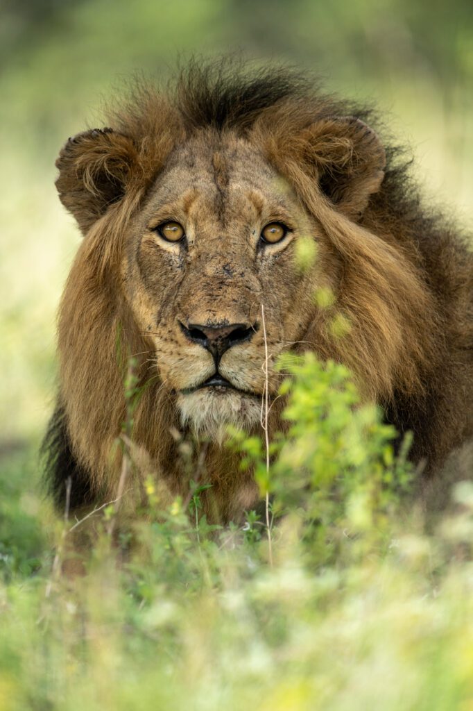 Wildlife South African Safari
