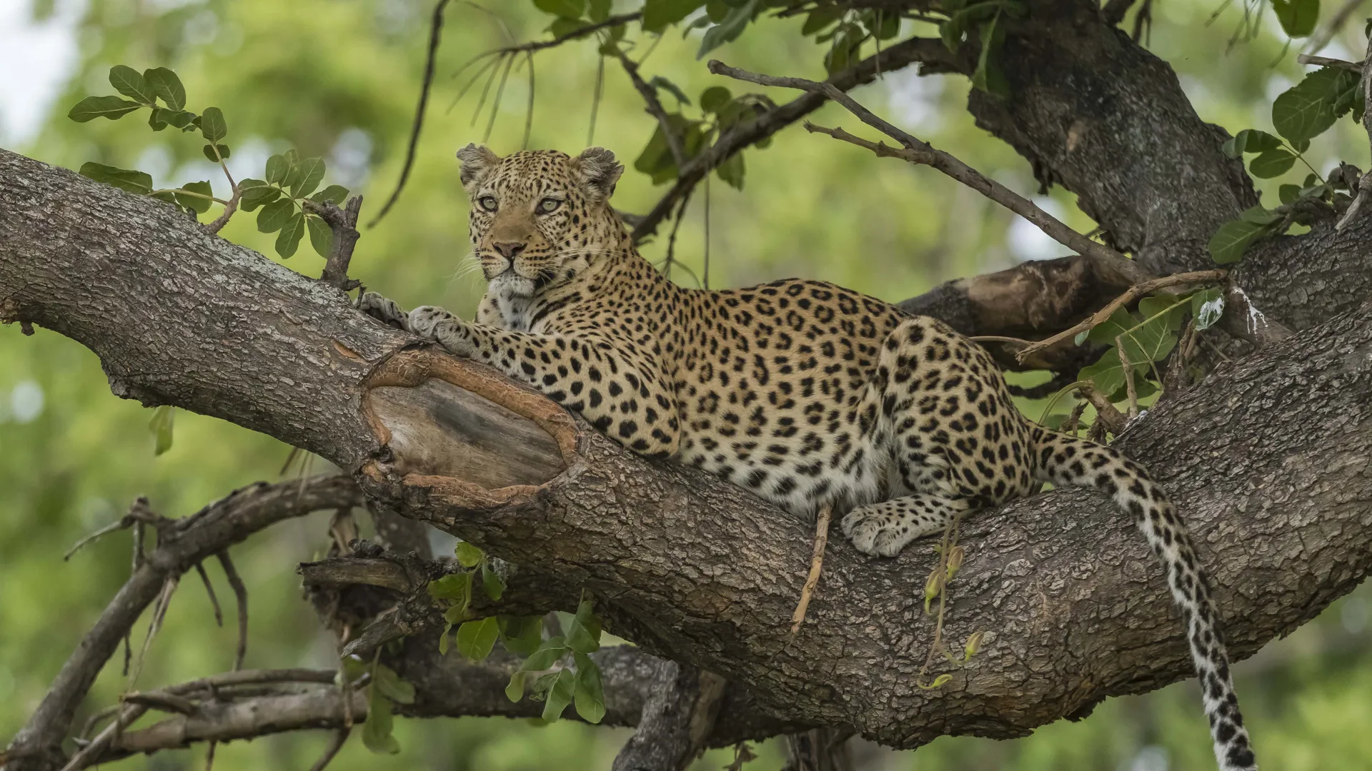 Leopard resting in a tree on a luxury African safari