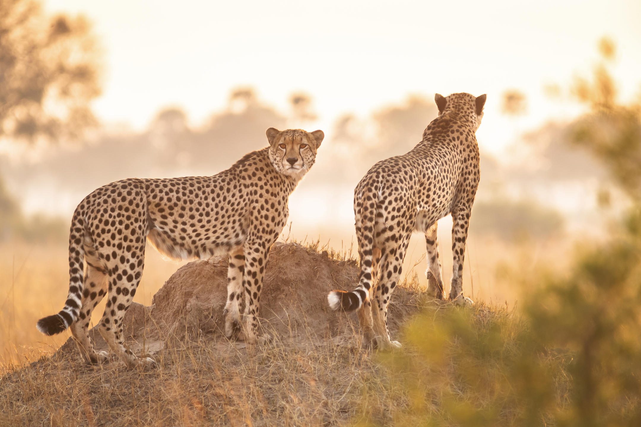 Zimbabwe safari Hwange cheetahs