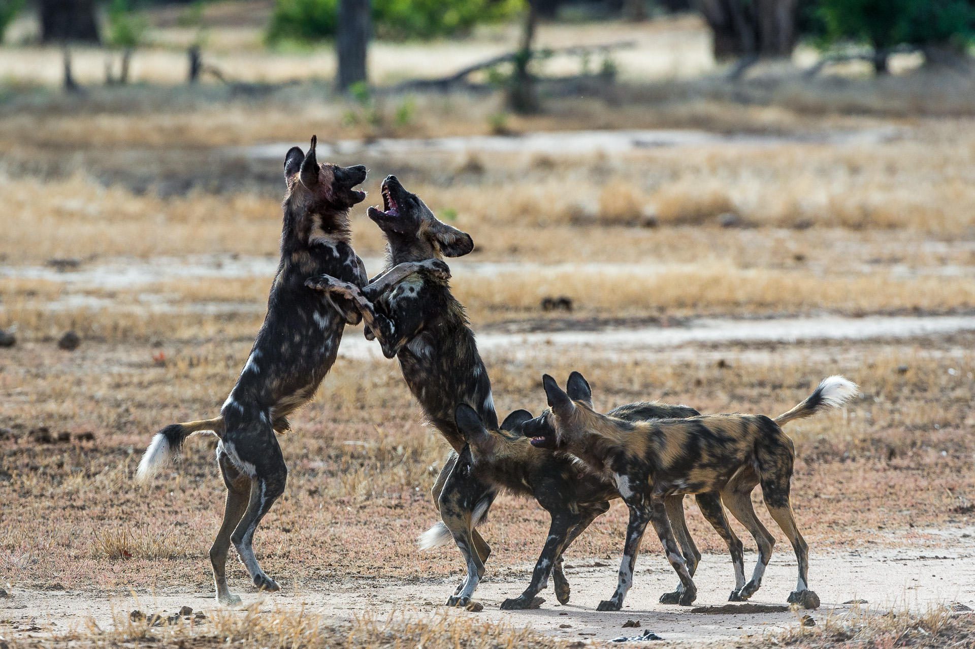 Zimbabwe safari Mana Pools wild dogs